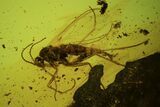 Fossil Pseudoscorpion & Fly (Diptera) Preserved In Baltic Amber #84650-3